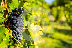 Detail view of vineyard with ripe grapes.