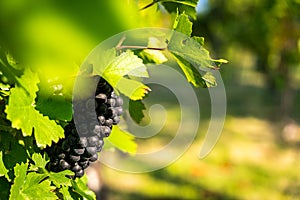 Detail view of vineyard with ripe grapes.