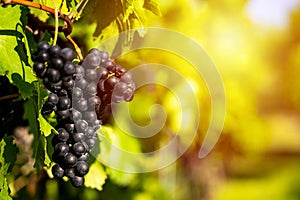 Detail view of vineyard with ripe grapes.