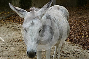 Detail view on white colored miniature donkey, in Latin Equus asinus f. asinus looking to the camera.