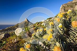 Detail view of yellow Pincushion Leucospermum flowers at Kasteelspoort Hiking Trail in Table Mountain National Park, Cape Town