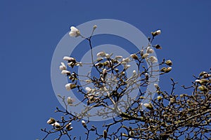 Detail view of young magnolia flowers in springtime on azure sky