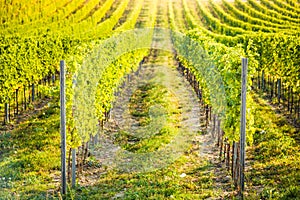 Detail of vineyard in Palava, Czech photo