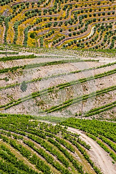 Detail Of Vineyards In Douro Valley - Portugal, Europe