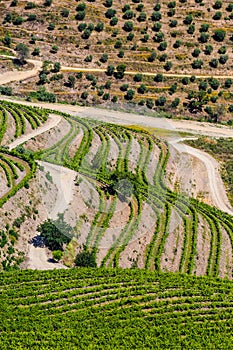 Detail Of Vineyards In Douro Valley - Portugal, Europe