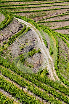 Detail Of Vineyards In Douro Valley - Portugal, Europe