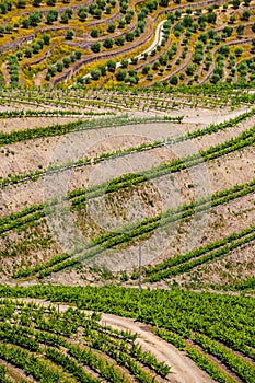 Detail Of Vineyards In Douro Valley - Portugal, Europe