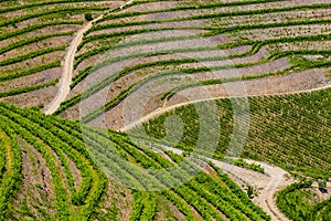 Detail Of Vineyards In Douro Valley - Portugal, Europe