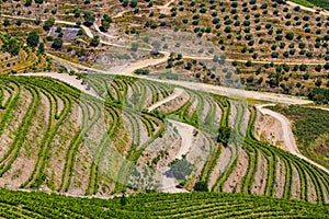 Detail Of Vineyards In Douro Valley - Portugal, Europe