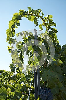 Detail of vineyards in Sicily