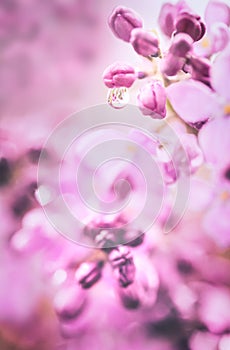 Detail of violet lilac blossom with water droplet