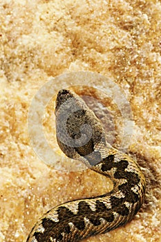 Detail of Vipera ammodytes in natural habitat