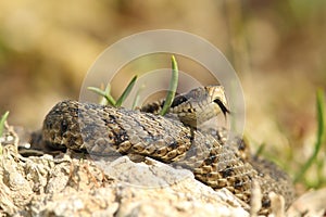 Detail of vipera ursinii rakosiensis in situ