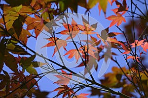 Detail of vivid red and green leaves of ornamental maple tree