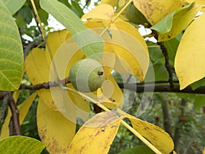 Detail of a wallnut on a tree