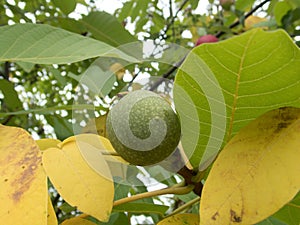 Detail of a wallnut on a tree