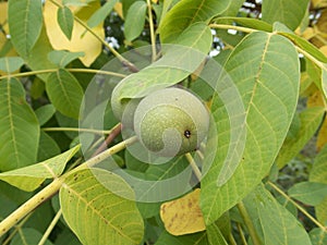 Detail of a wallnut on a tree