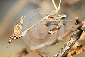 Wandering violin mantis photo