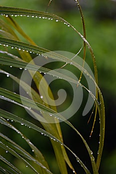 Detail of water droplet leaf of Areca palm Dypsis lutescens