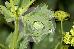 Detail of water droplets on a lady`s mantle leaf with yellow flowers