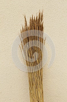 Detail of water reed