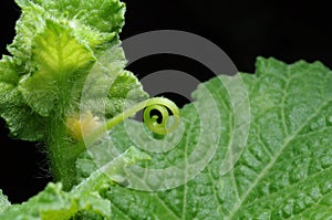 The detail of watermelon leaf was captured .
