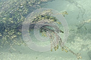 detail of waterweed in a freshwater channel