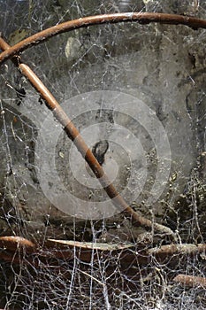 Detail of weathered glass lantern with spider webs and mildew