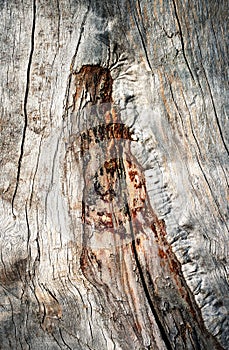 Detail of a weathered groove on a tree trunk