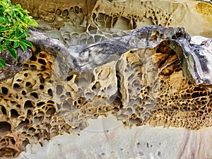 Detail of Weathered Honeycomb Sandstone, Sydney, Australia