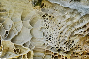 Detail of Weathered Honeycomb Sandstone, Sydney, Australia