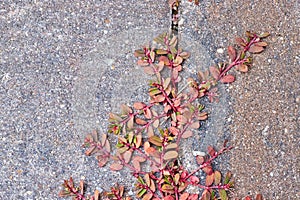 Detail of weed growing in patio tiles on porch