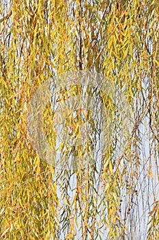 The detail of a weeping willow tree, Salix babylonica