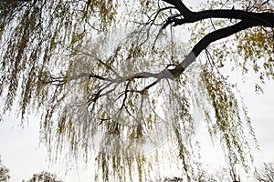 The detail of a weeping willow tree, Salix babylonica