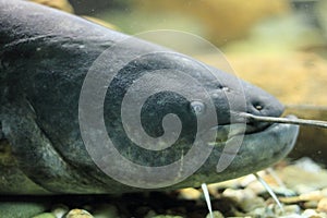 Wels catfish