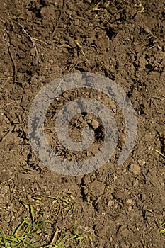 Detail of wet garden soil as texture photo