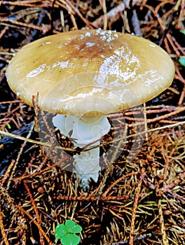 Detail of a wet wild mushroom growing