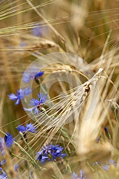 Detail of wheat field with poppy and cornflower