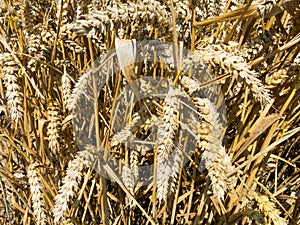 Detail of wheat, Holland