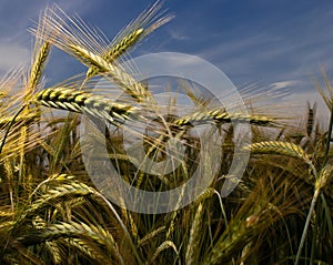 Detail of wheat's ears.