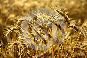 Detail of wheat spikes before harvest