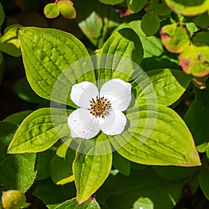 Detail of a White Bunchberry Flower