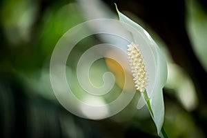 Detail of a white calla lily