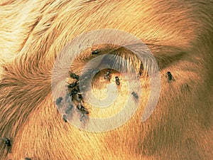 Detail of white cow eye with many annoying flies. Flies sit or run into cow eye. White cow sleep