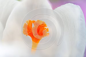 Detail of white crocus pistil