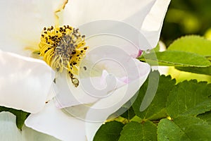 Detail of a white dog rose (Rosa canina)