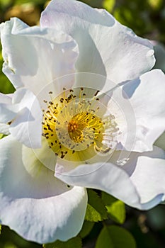 Detail of a white dog rose (Rosa canina)