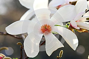 Detail of White flower