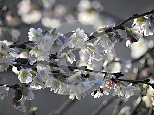 Detail on the white flower tree
