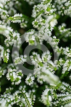 Detail of white flowering heather, calluna vugaris
